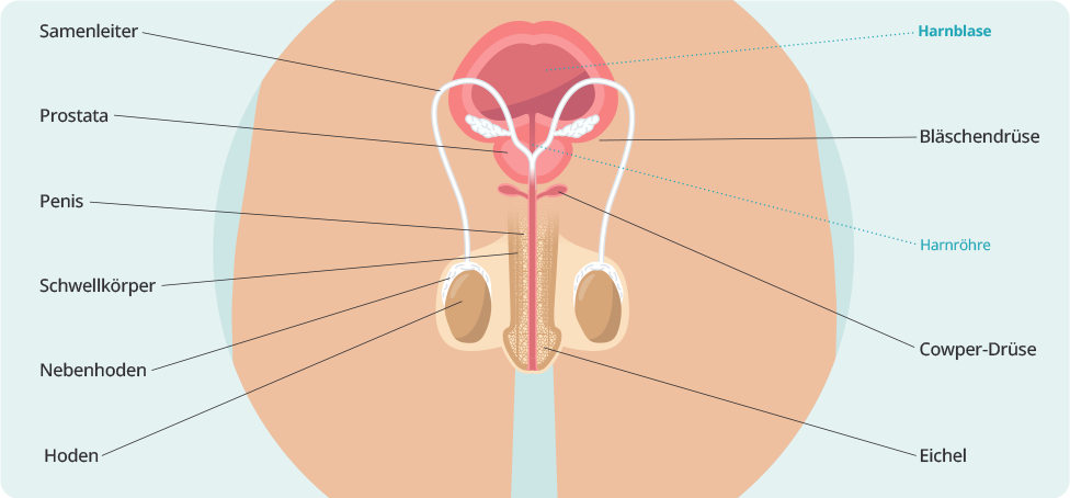 (Quelle: HN/BIÖG) Grafische Vorderansicht der männlichen Geschlechtsorgane: Im Querschnitt sind Hoden, Nebenhoden, Samenleiter, Prostata, Bläschendrüse, Cowper-Drüse, Penis mit Schwellkörper und Eichel sowie Harnröhre und Harnblase schematisch dargestellt und jeweils mit Linien und Beschriftungen gekennzeichnet
