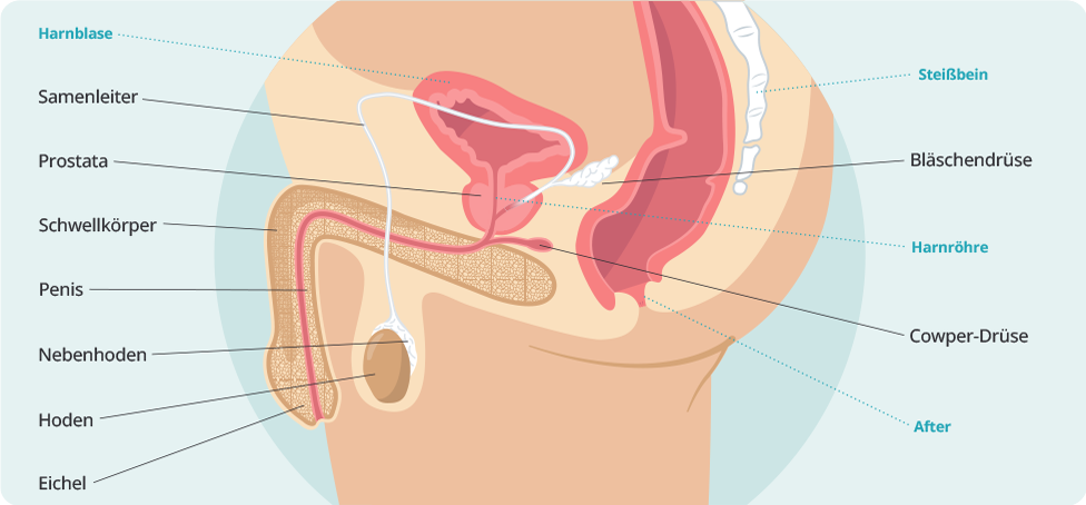(Quelle: HN/BIÖG) Schematische Vorderansicht der männlichen Geschlechtsorgane: Im Querschnitt sind Hoden, Nebenhoden, Samenleiter, Prostata, Bläschendrüse, Cowper-Drüse, Penis mit Schwellkörpern und Eichel, Harnblase und Harnröhre dargestellt und jeweils mit Linien und Beschriftungen versehen.