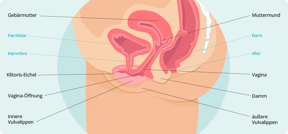 (Quelle: BIÖG/HN) Schematische Darstellung der weiblichen Geschlechtsorgane im Querschnitt. Zu sehen sind Gebärmutter, Muttermund, Vagina, Klitoris-Eichel, innere und äußere Vulvalippen, Vagina-Öffnung, Damm, Harnblase, Harnröhre, Darm und After. Alle anatomischen Strukturen sind farblich markiert und mit Linien und Beschriftungen versehen.