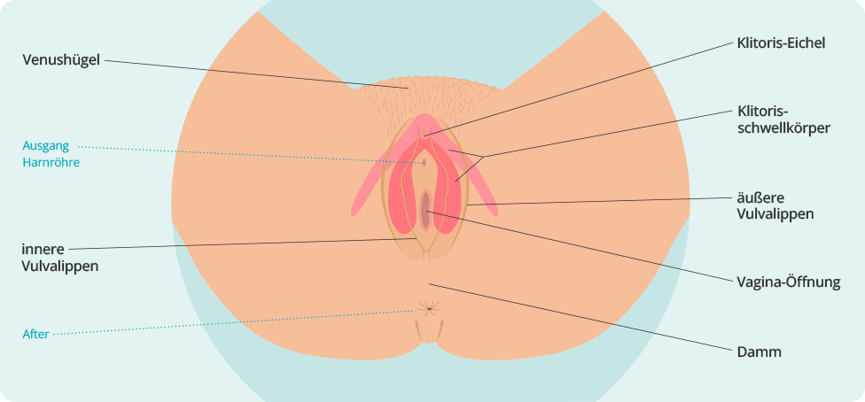 (Quelle: BIÖG/HN) Eine anatomische Illustration der weiblichen Vulva, die die äußeren Geschlechtsorgane darstellt. Die verschiedenen Teile sind mit Linien und Text auf Deutsch beschriftet, darunter Venushügel, Klitoris-Eichel, innere und äußere Vulvalippen, Ausgang der Harnröhre, Vagina-Öffnung, Damm und After.