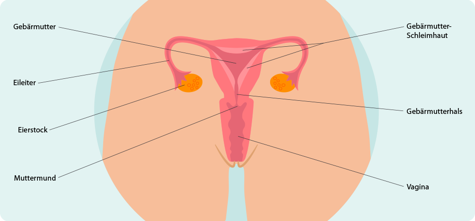 (Quelle: BIÖG/HN) Anatomische Illustration des inneren weiblichen Fortpflanzungssystems. Die Grafik zeigt die Gebärmutter, die Eileiter, die Eierstöcke und die Vagina. Die einzelnen Teile sind mit Linien und deutschen Begriffen beschriftet, wie Gebärmutter, Gebärmutter-Schleimhaut, Eileiter, Eierstock, Gebärmutterhals, Muttermund und Vagina.