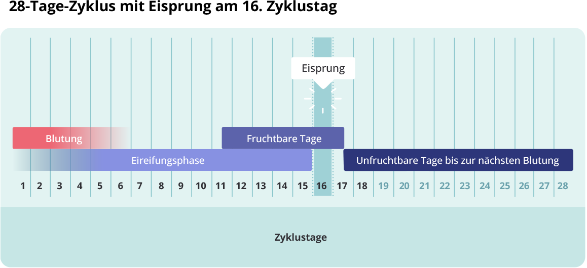 (Quelle: BIÖG) Balkendiagramm „28-Tage-Zyklus mit Eisprung am 16. Zyklustag": Die Zyklustage 1–28 sind auf der horizontalen Achse dargestellt. Die Blutung umfasst die Tage 1–5, die Eireifungsphase die Tage 1–16. Die fruchtbaren Tage liegen bei Tag 11–17, der Eisprung findet am 16. Zyklustag statt. Die unfruchtbaren Tage bis zur nächsten Blutung erstrecken sich von Tag 17 bis Tag 28.
