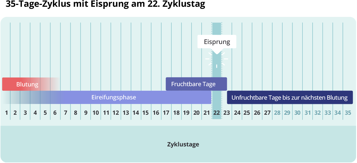 (Quelle: BIÖG) Balkendiagramm „35-Tage-Zyklus mit Eisprung am 22. Zyklustag": Die Zyklustage 1–35 sind auf der horizontalen Achse dargestellt. Die Blutung umfasst die Tage 1–5, die Eireifungsphase die Tage 1–22. Die fruchtbaren Tage liegen bei Tag 17–23, der Eisprung findet am 22. Zyklustag statt. Die unfruchtbaren Tage bis zur nächsten Blutung erstrecken sich von Tag 23 bis Tag 35.